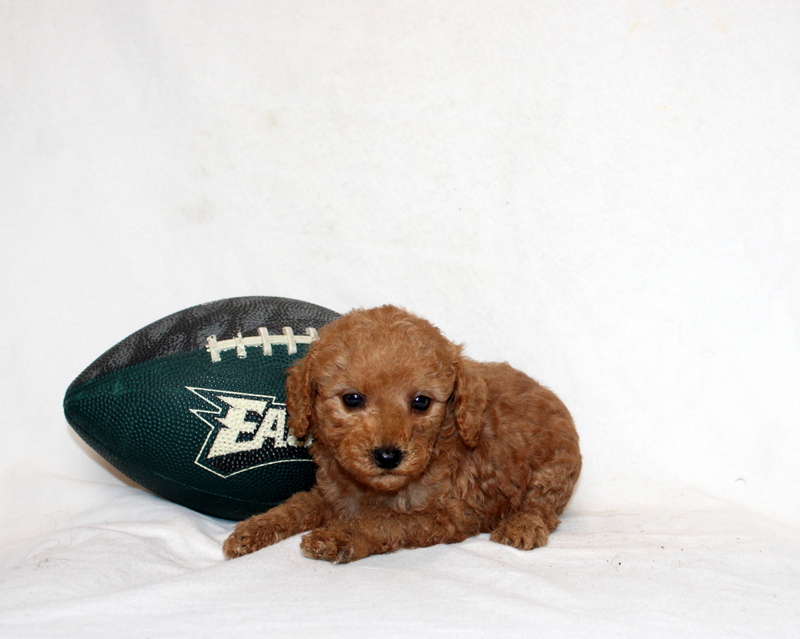 puppy, for, sale, Mini Poodle, Matthew B. Stoltzfus, dog, breeder, Gap, PA, dog-breeder, puppy-for-sale, forsale, nearby, find, puppyfind, locator, puppylocator, aca